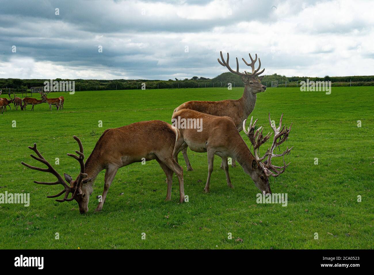 stags di allevamento con antlers in vari stadi di velluto Foto Stock