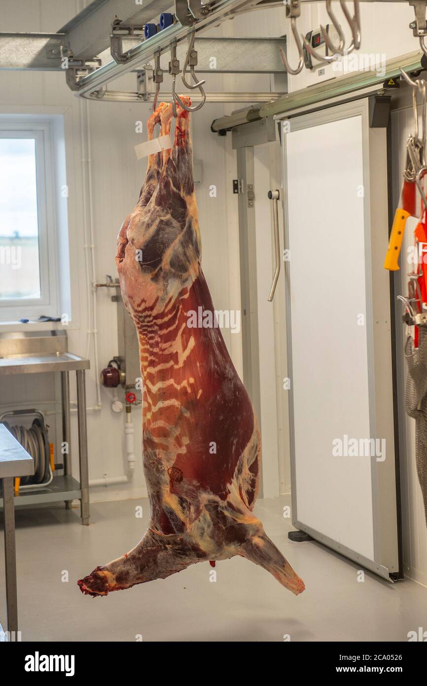 hind ucciso oggi in attesa di macelleria Foto Stock