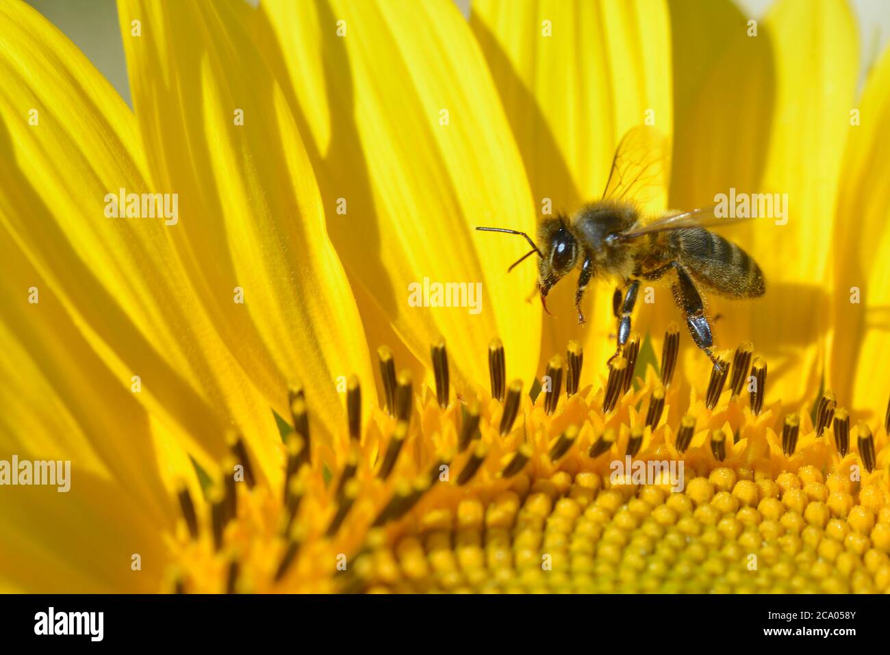 Macro di ape di miele (API) in volo sopra gli stampini di un girasole Foto Stock