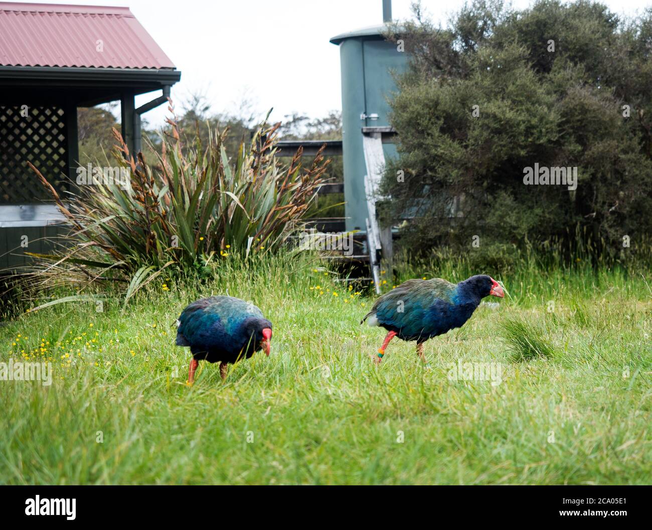 takahe e gli uccelli neozelandesi esplorano il campeggio lungo il grande sentiero Heaphy Foto Stock