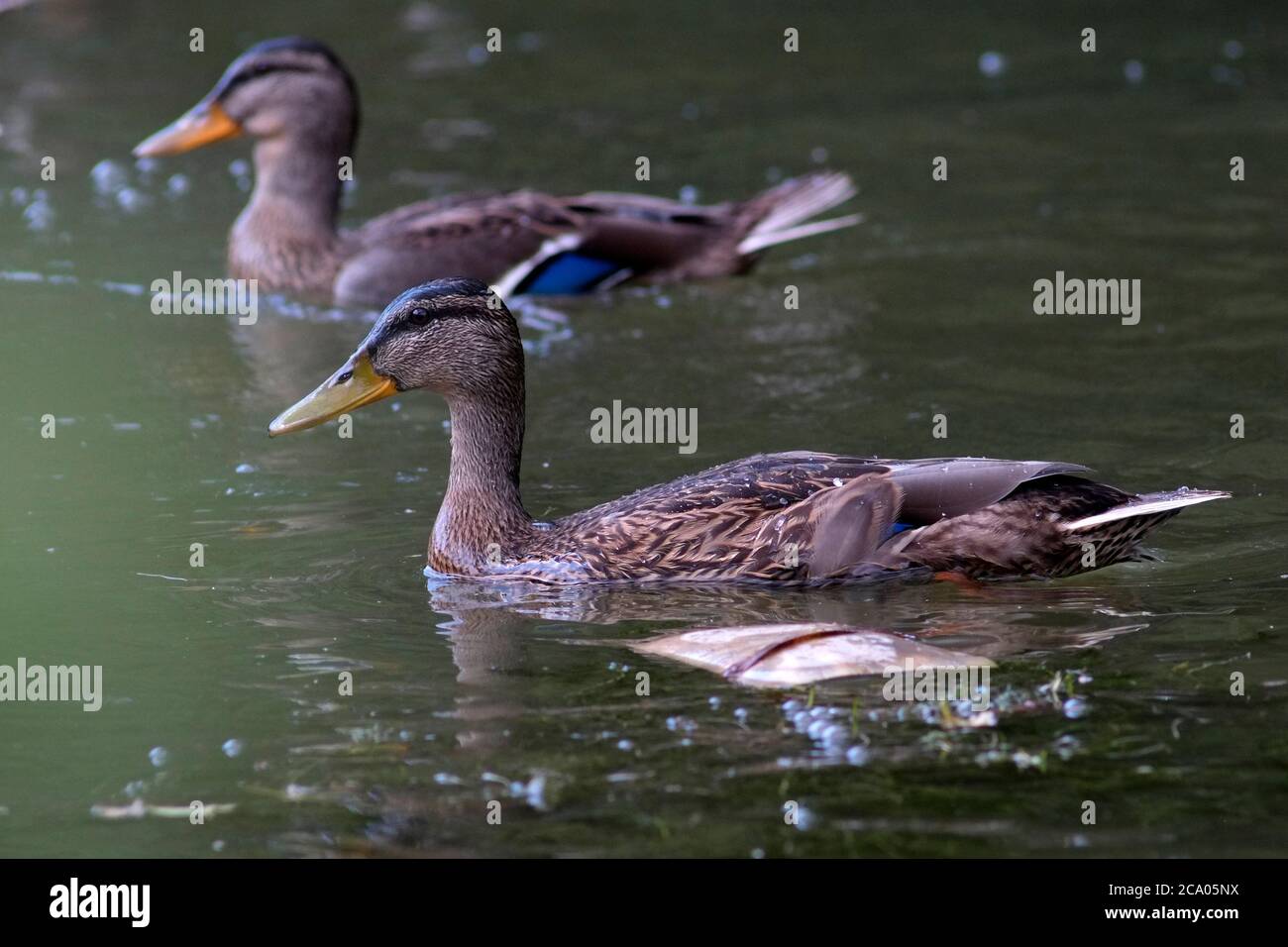 Immagine di due sane anatre di Mallard che nuotano di giorno sul Canal Grande Union a luglio. Foto Stock