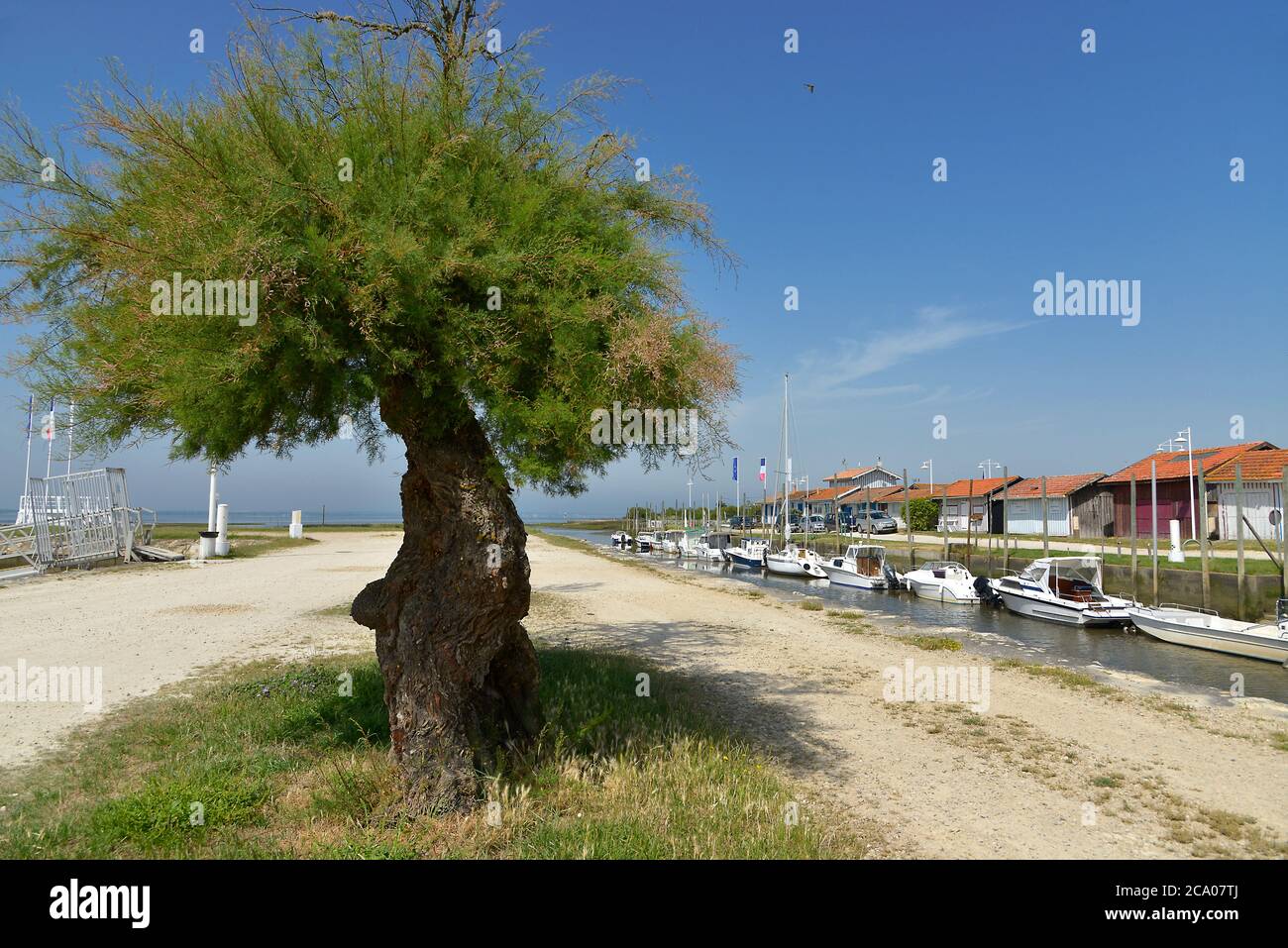 Tamarisco nel porto di Audenge, comune di allevamento di ostriche, si trova sulla riva nord-est della baia di Arcachon, in Francia Foto Stock