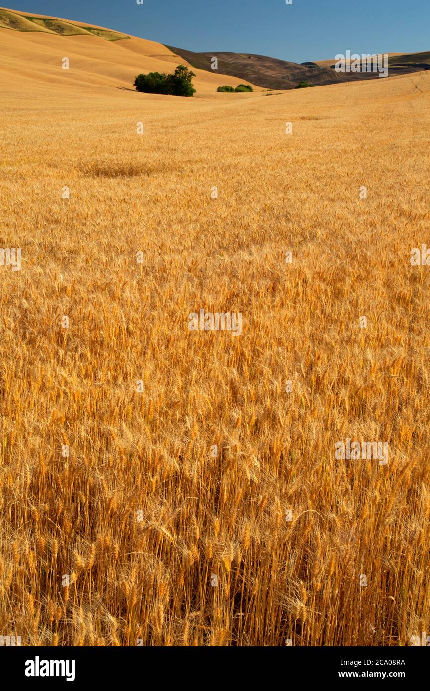 Wheatfield, Walla Walla County, Washington Foto Stock