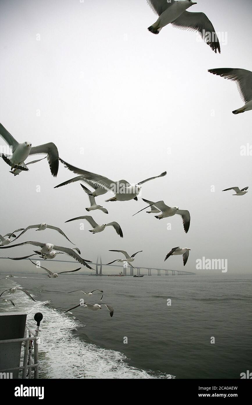 gabbiani che volano sul mare. Foto Stock