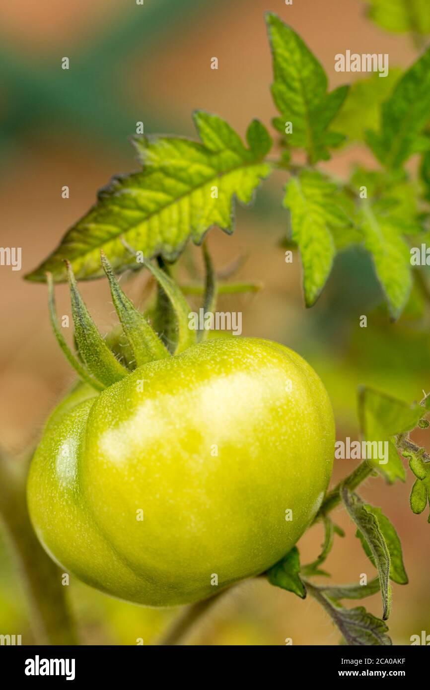 Pomodori verdi che crescono a casa fuori nel vecchio tipo di Belfast lavello bianco sul tavolo da giardino. Il sole e l'acqua coltivano cibo in un lavello di porcellana. Foto Stock