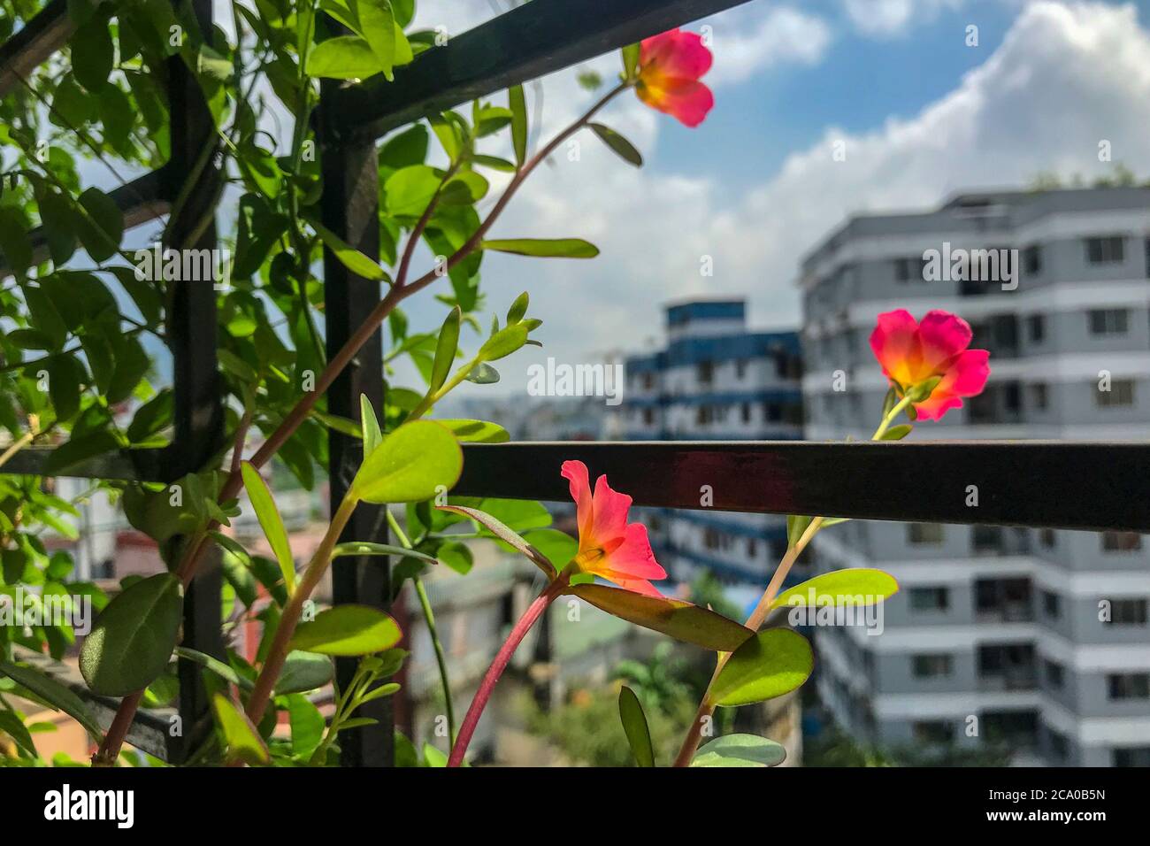 Portulaca o purslanes fiori fioriscono in un balcone giardino. Dhaka, Bangladesh Foto Stock