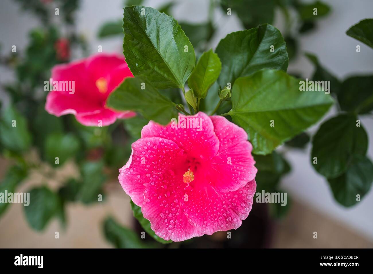 Vista ravvicinata dei fiori di China Rose. Foto Stock