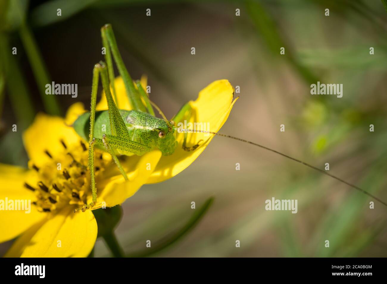 Un bush-cricket (Leptophyes puntatissima) speckled su una pianta di coleopsis verticillata in un giardino a Exeter, Devon, Regno Unito. Foto Stock