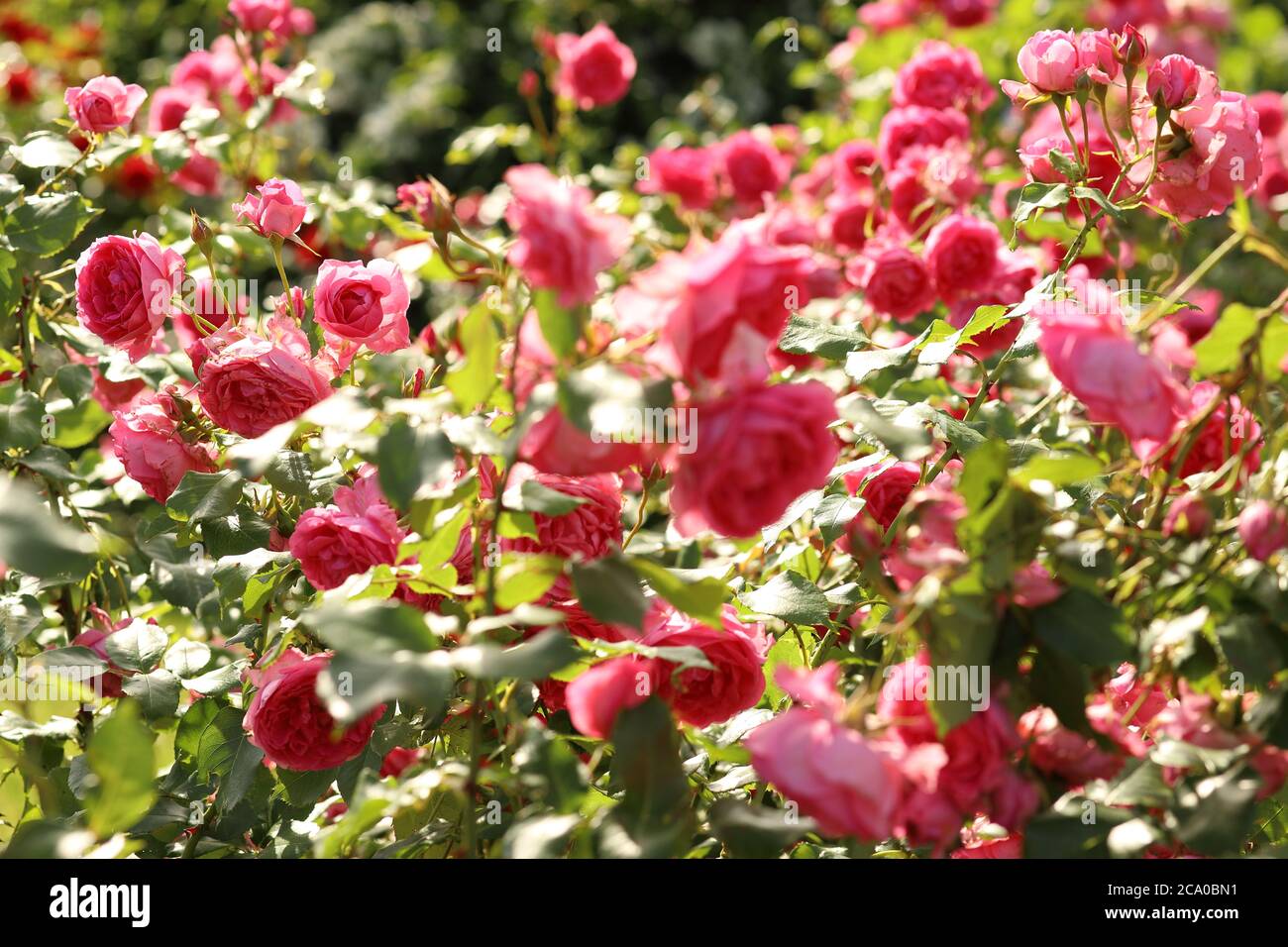 Tenere rose rosa alla luce del sole. Soft Focus sfondo romantico, sfondo, biglietto d'auguri. Foto Stock