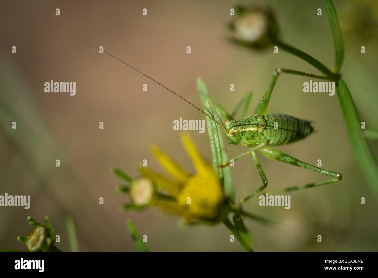 Un bush-cricket (Leptophyes puntatissima) speckled su una pianta di coleopsis verticillata in un giardino a Exeter, Devon, Regno Unito. Foto Stock