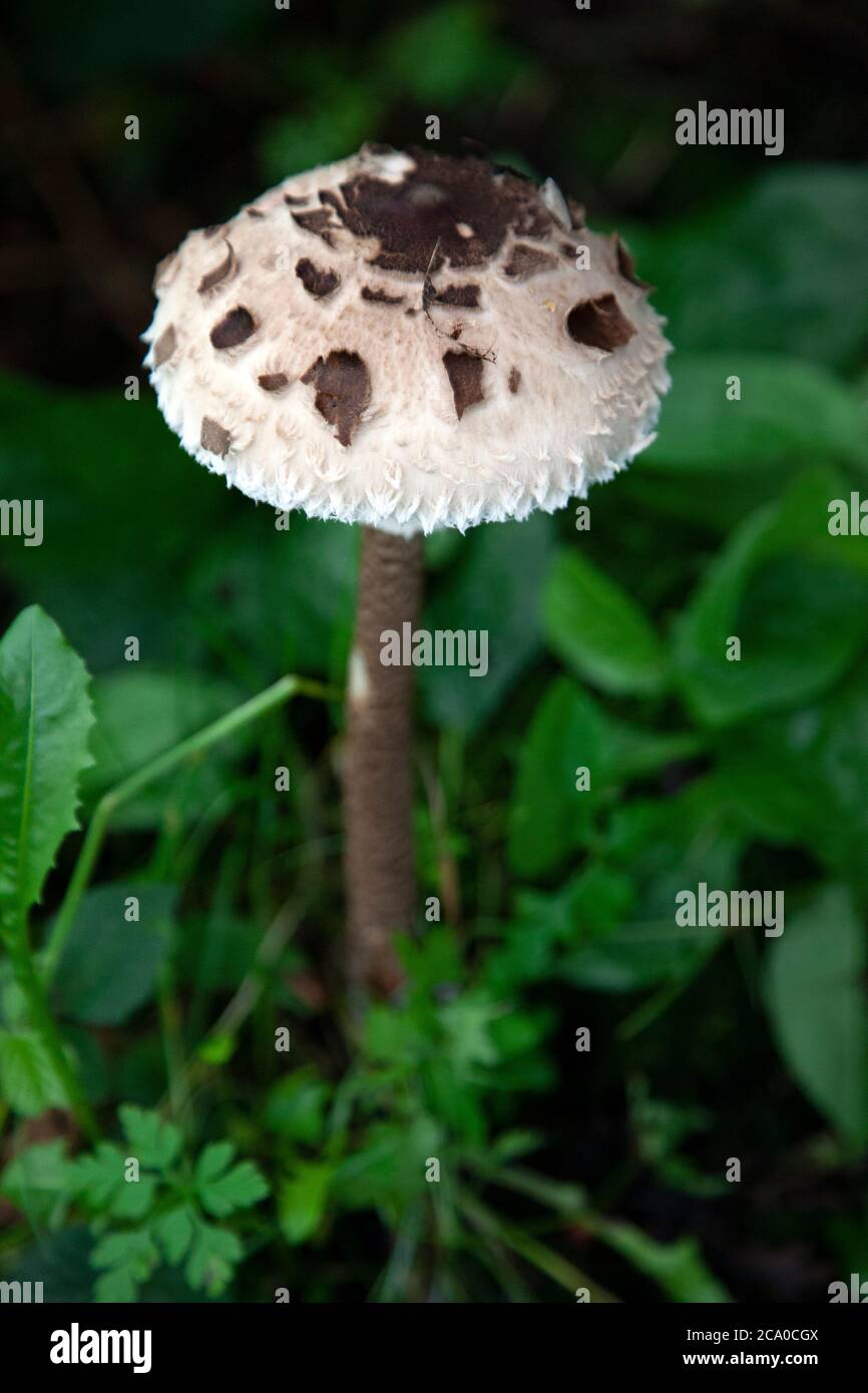 Ombrellone fungo Foto Stock