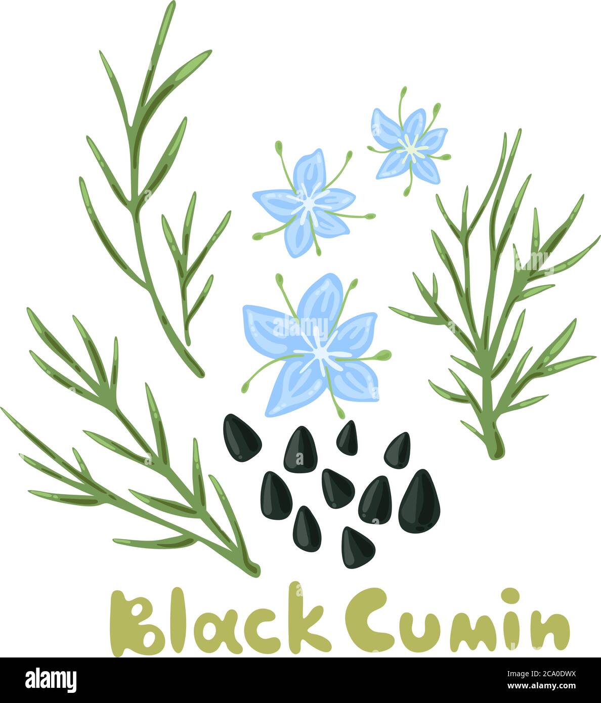 Nigella sativa. Cumino nero pianta, fiori, rami, seme. Spezie ed erbe. Design floreale con caraway nero e titolo. Carino stile piatto per il tessuto Illustrazione Vettoriale