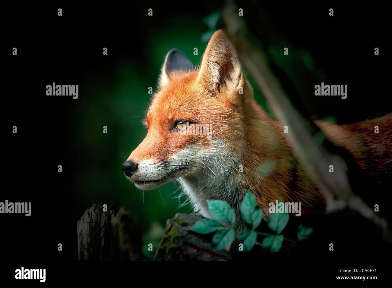 Primo piano di una volpe rossa e bianca, vista laterale, dettaglio della testa di una volpe sulla caccia, National GEOGRAPHIC, la foto migliore. Foto Stock