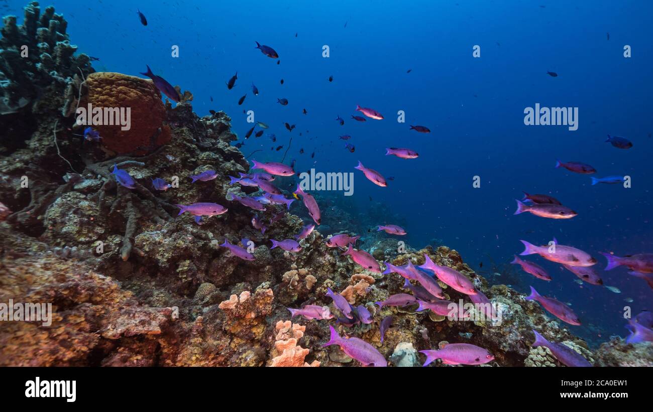 Stagcape in acque turchesi della barriera corallina nel Mar dei Caraibi / Curacao con Creole Wrasse, corallo e spugna Foto Stock