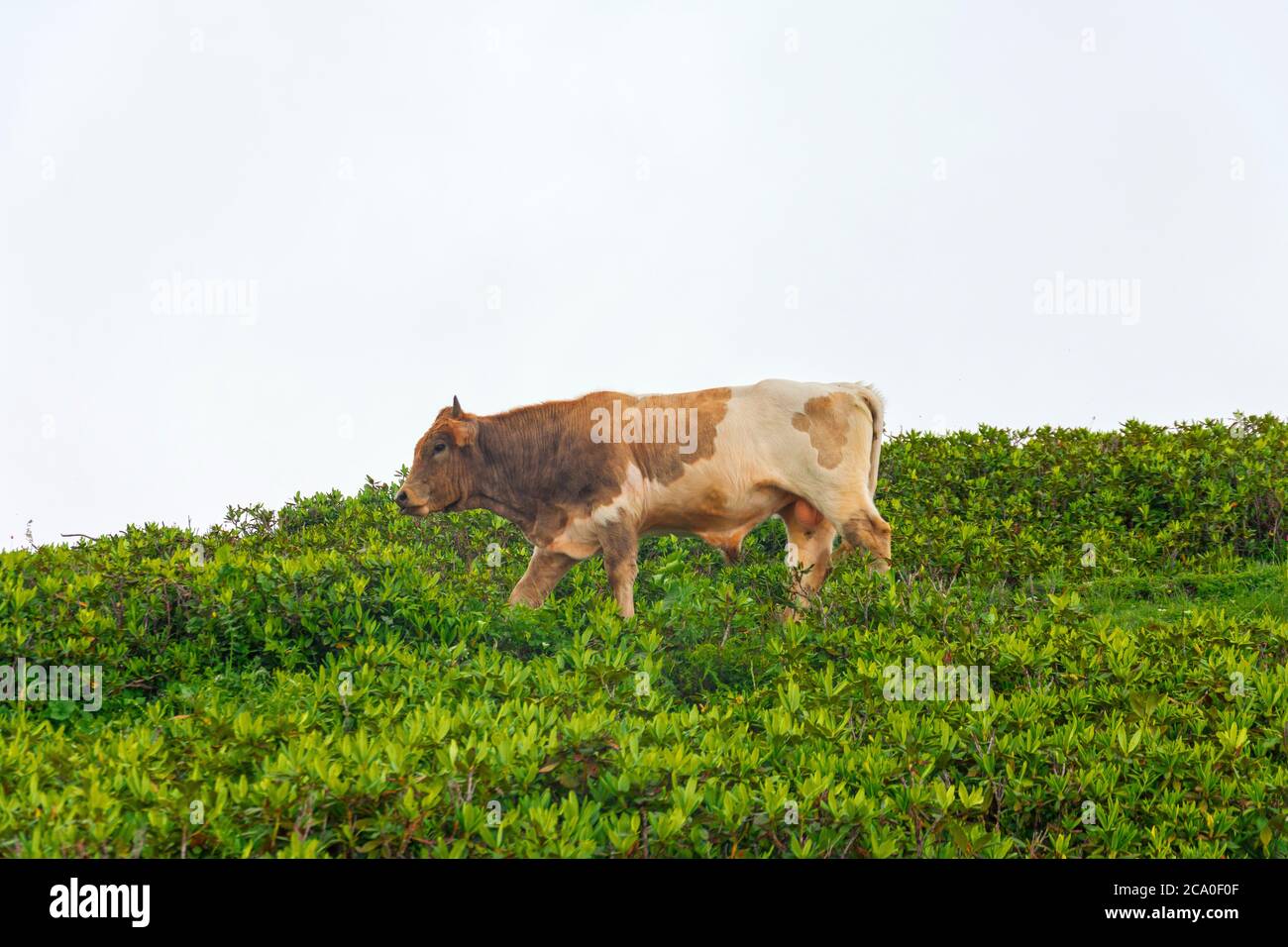 toro giovane nel folto dei pendii di montagna di rododendro Foto Stock