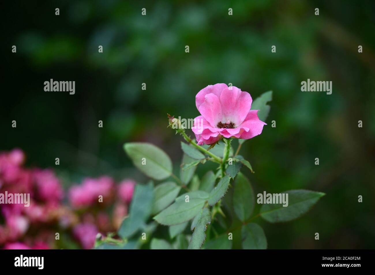 Una bella rosa Foto Stock