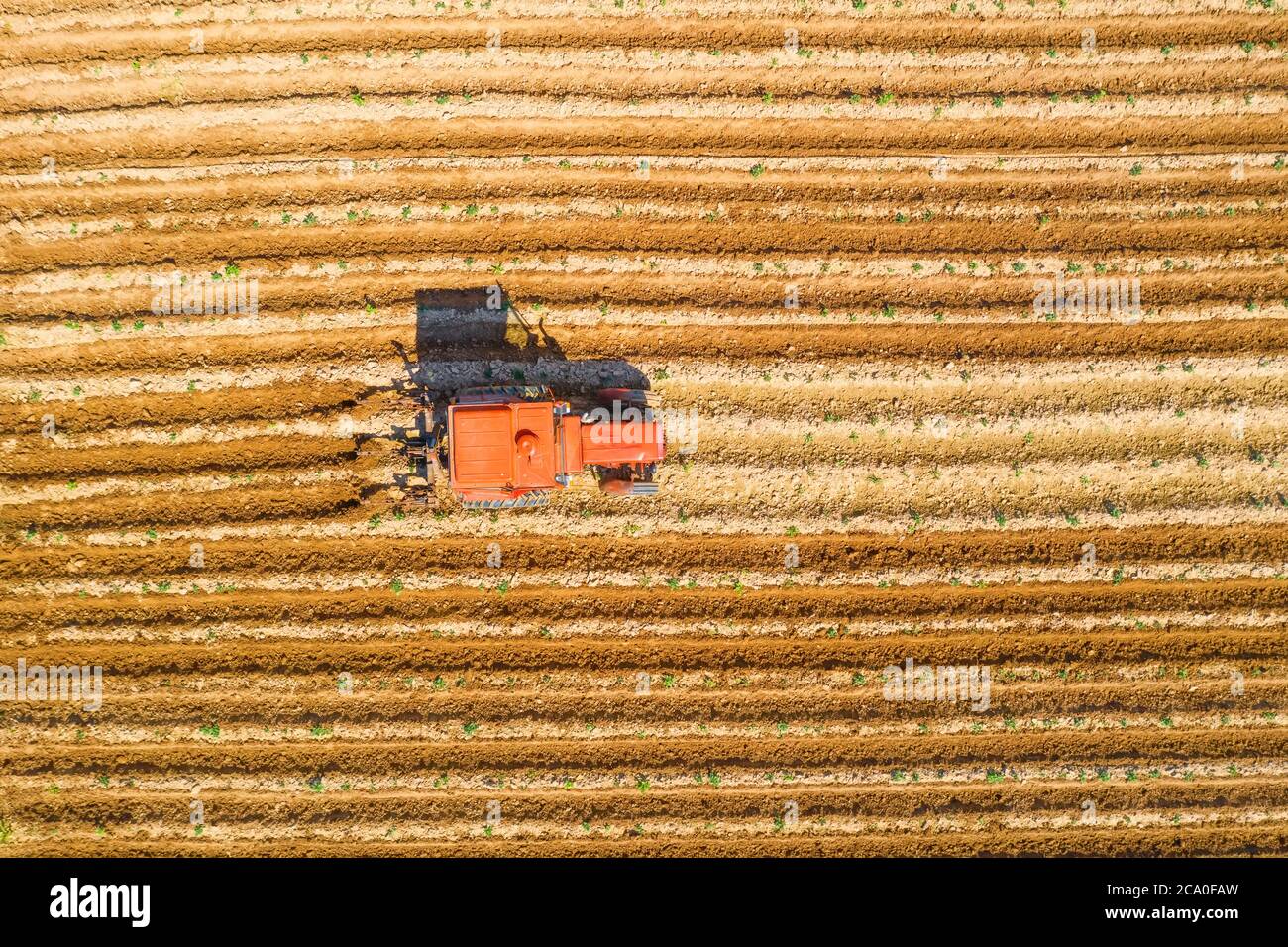Spiedimento del terreno intorno alle piante vegetali agricole con un trattore e macchinari agricoli, vista dall'alto Foto Stock