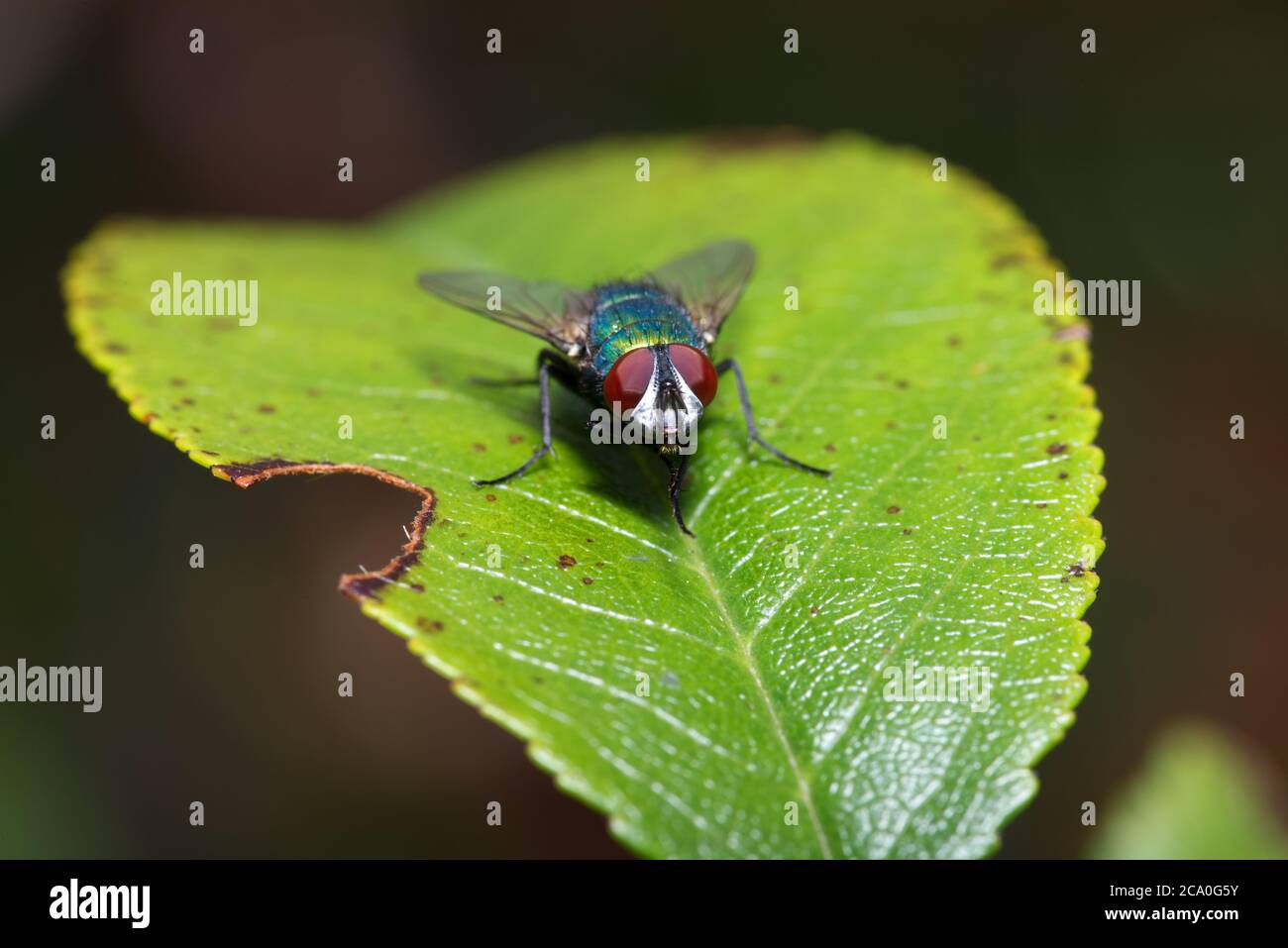 Greenbottle vola in primo piano macro Foto Stock