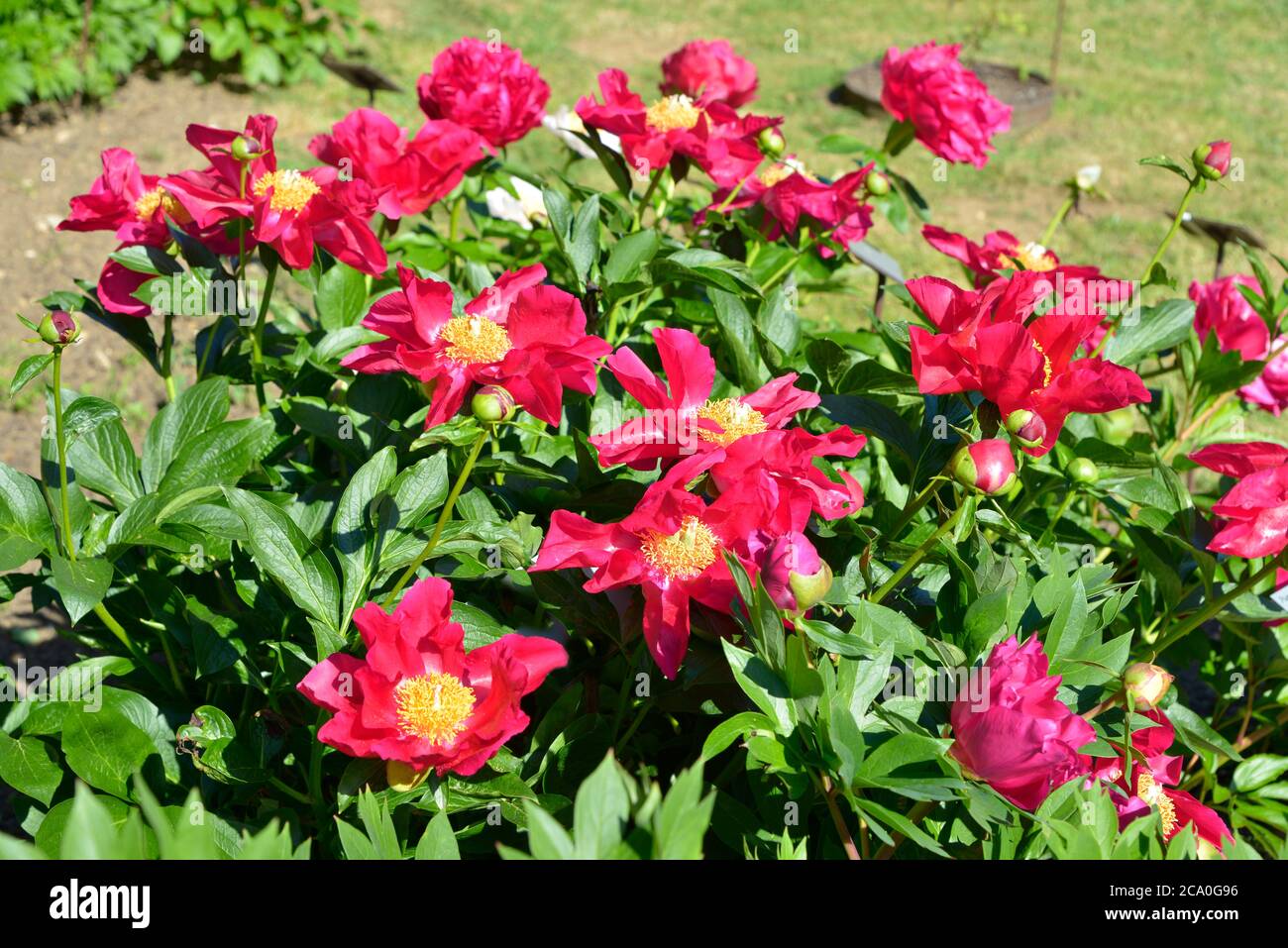 Closeup rosso peonie cinesi fiori (Paeonia lactiflora) Foto Stock