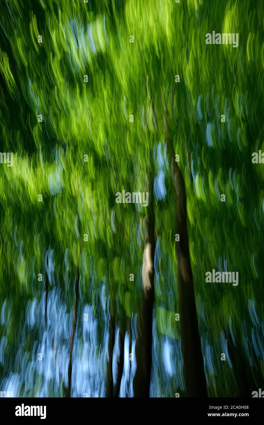 Guardando verso l'alto attraverso un albero verde baldacchino utilizzando una lunga esposizione con movimento per creare un movimento verticale effetto di sfocatura natura sfondo. Foto Stock