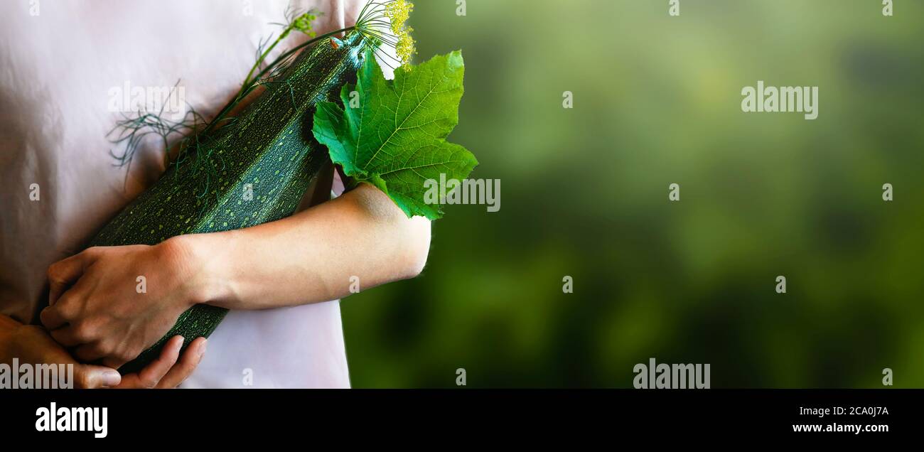 Agricoltore con raccolta di zucchine o zucchine. Buon gusto con aneto. Ortaggi coltivati, agricoltura, raccolta concetto. Cibo biologico. Banner, copia spazio per il tuo testo. Foto Stock Agricoltore con raccolta di zucchine o zucchine. Buon gusto con aneto. Ortaggi coltivati, agricoltura, raccolta concetto. Cibo biologico. Banner, copia spazio per il tuo testo. Foto Stock