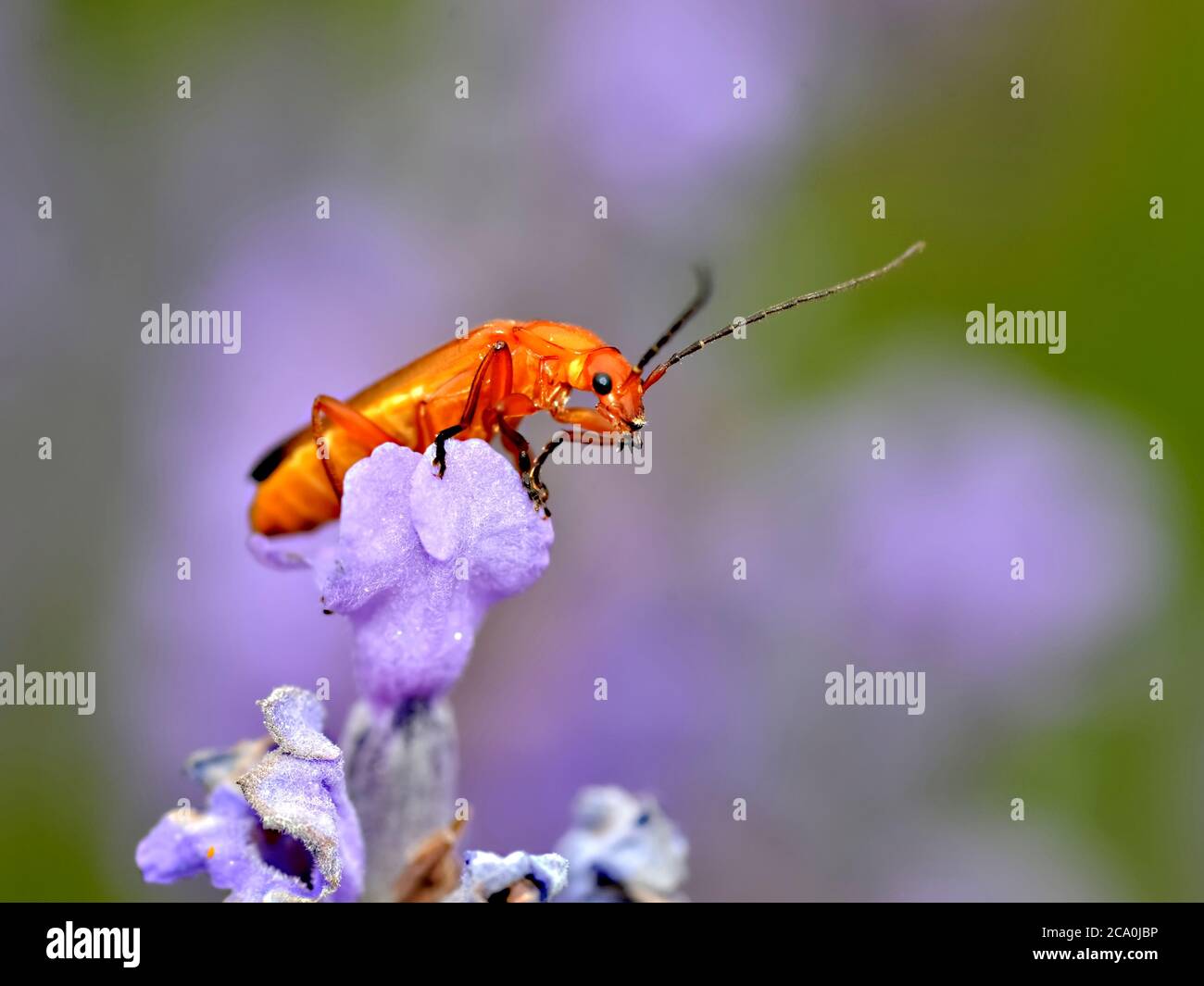 Macro comune rosso soldato scarabeo (Rhagonycha fulva) su fiore blu Foto Stock
