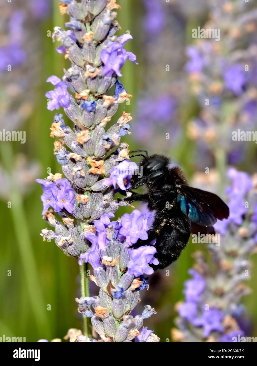 Closeup carpenter bee (xylocopa) alimentazione sul fiore lavanda Foto Stock