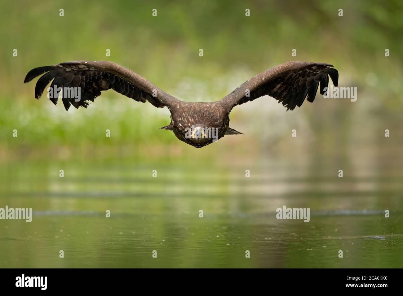 L'aquila dalla coda bianca (Haliaetus albicilla) è una specie molto grande di aquila di mare ampiamente distribuita attraverso l'Eurasia temperata. Foto Stock