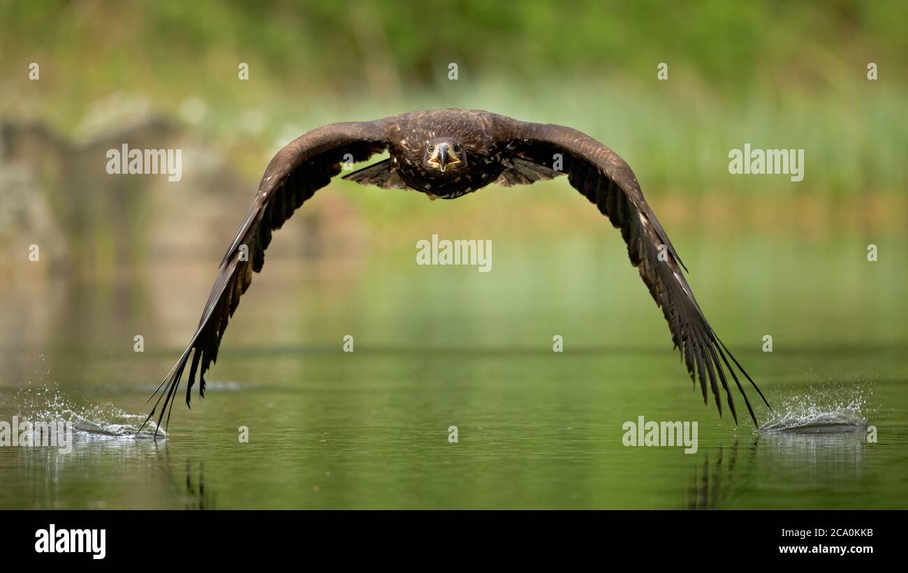 L'aquila dalla coda bianca (Haliaetus albicilla) è una specie molto grande di aquila di mare ampiamente distribuita attraverso l'Eurasia temperata. Foto Stock