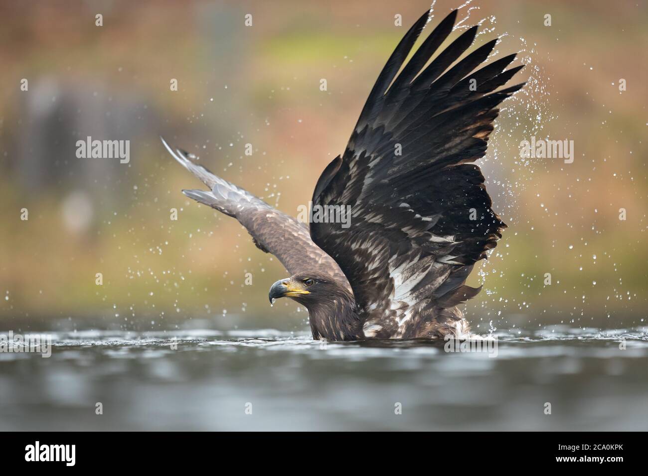 L'aquila dalla coda bianca (Haliaetus albicilla) è una specie molto grande di aquila di mare ampiamente distribuita attraverso l'Eurasia temperata. Foto Stock