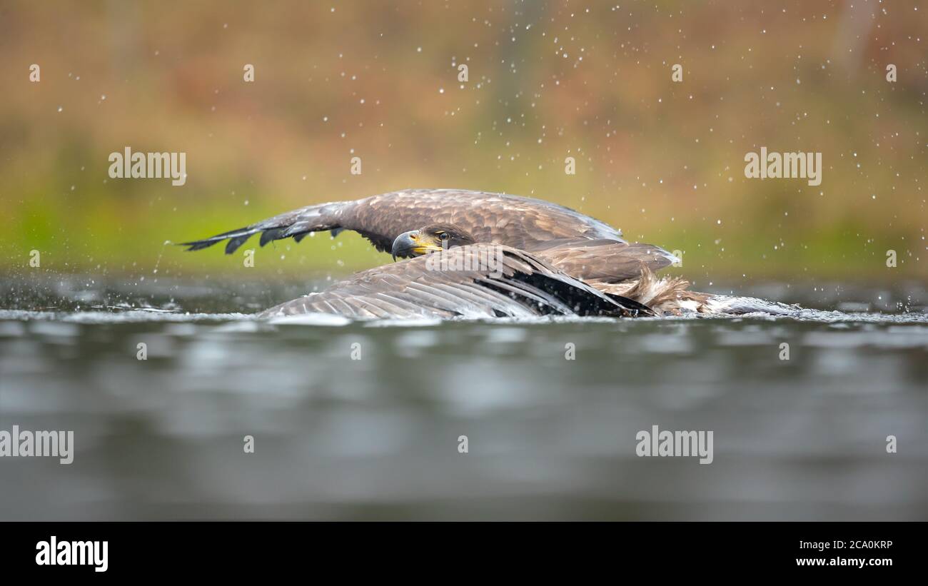 L'aquila dalla coda bianca (Haliaetus albicilla) è una specie molto grande di aquila di mare ampiamente distribuita attraverso l'Eurasia temperata. Foto Stock