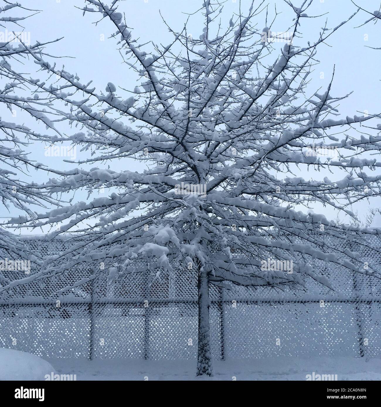 Coperta di neve alberi in posizione di parcheggio Foto Stock