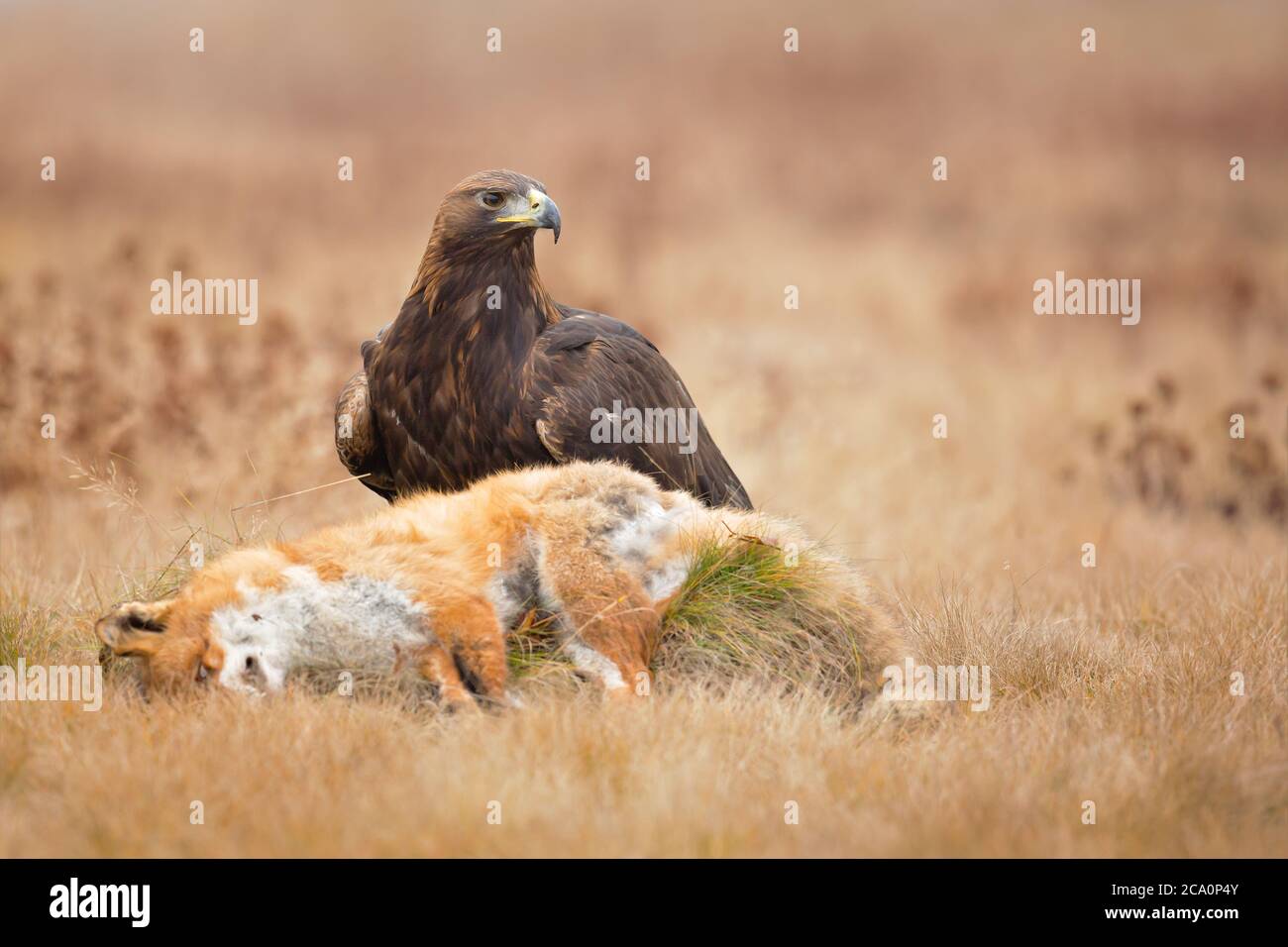 L'aquila (Aquila chrysaetos) è uno degli uccelli rapaci più conosciuti dell'emisfero settentrionale. È la specie di aquila più diffusa Foto Stock L'aquila (Aquila chrysaetos) è uno degli uccelli rapaci più conosciuti dell'emisfero settentrionale. È la specie di aquila più diffusa Foto Stock