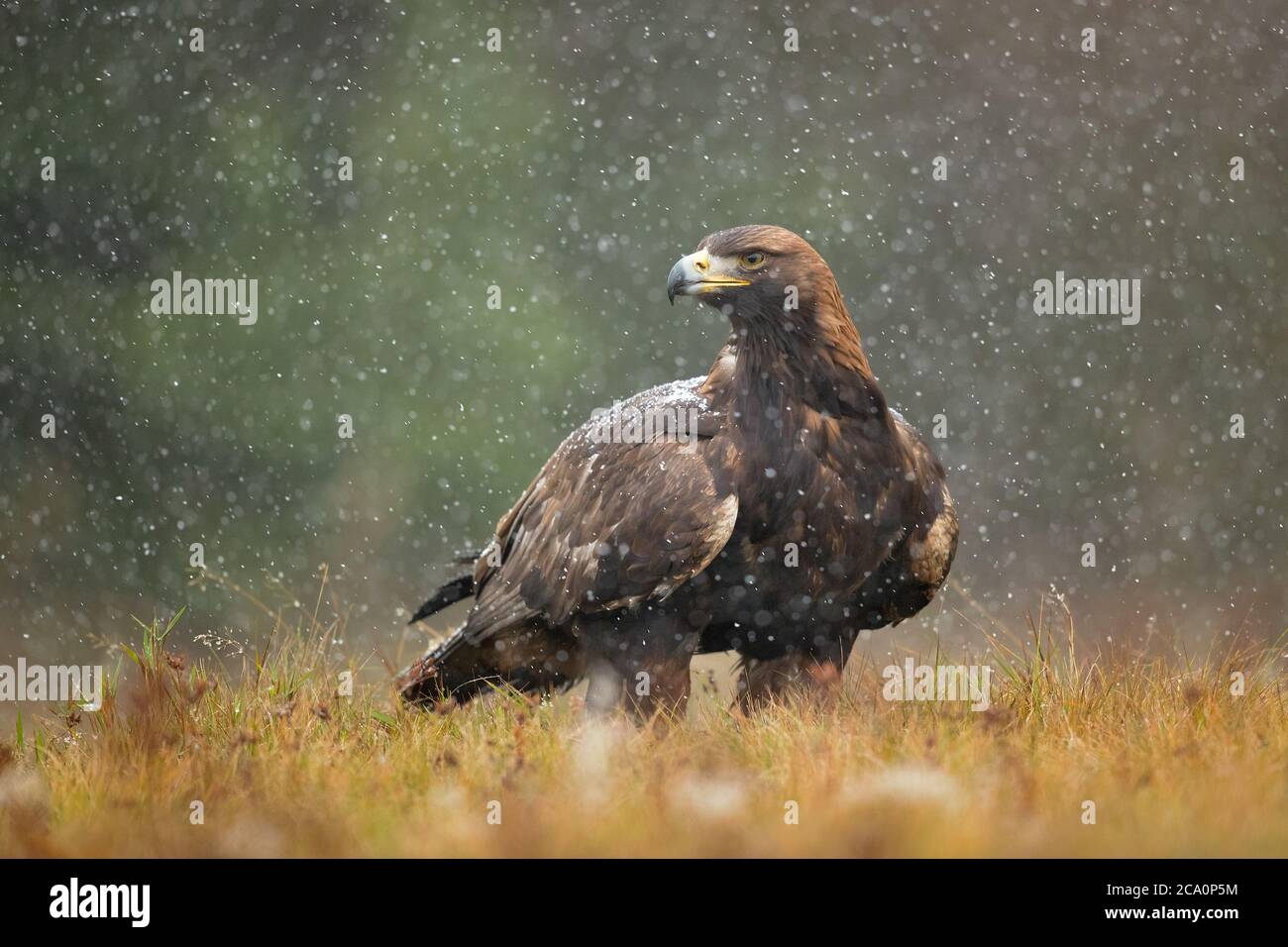L'aquila (Aquila chrysaetos) è uno degli uccelli rapaci più conosciuti dell'emisfero settentrionale. È la specie di aquila più diffusa Foto Stock L'aquila (Aquila chrysaetos) è uno degli uccelli rapaci più conosciuti dell'emisfero settentrionale. È la specie di aquila più diffusa Foto Stock