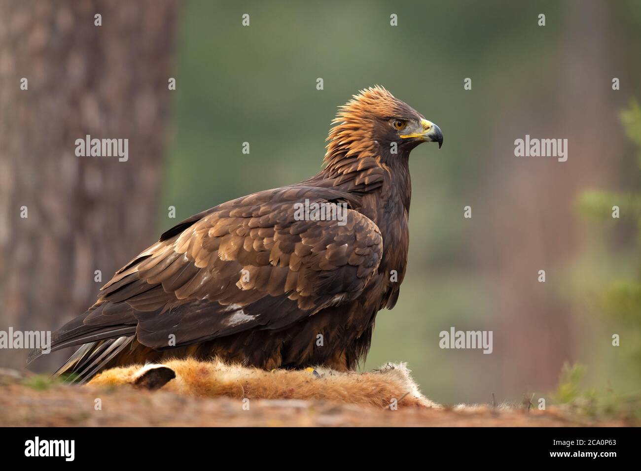 L'aquila (Aquila chrysaetos) è uno degli uccelli rapaci più conosciuti dell'emisfero settentrionale. È la specie di aquila più diffusa Foto Stock L'aquila (Aquila chrysaetos) è uno degli uccelli rapaci più conosciuti dell'emisfero settentrionale. È la specie di aquila più diffusa Foto Stock