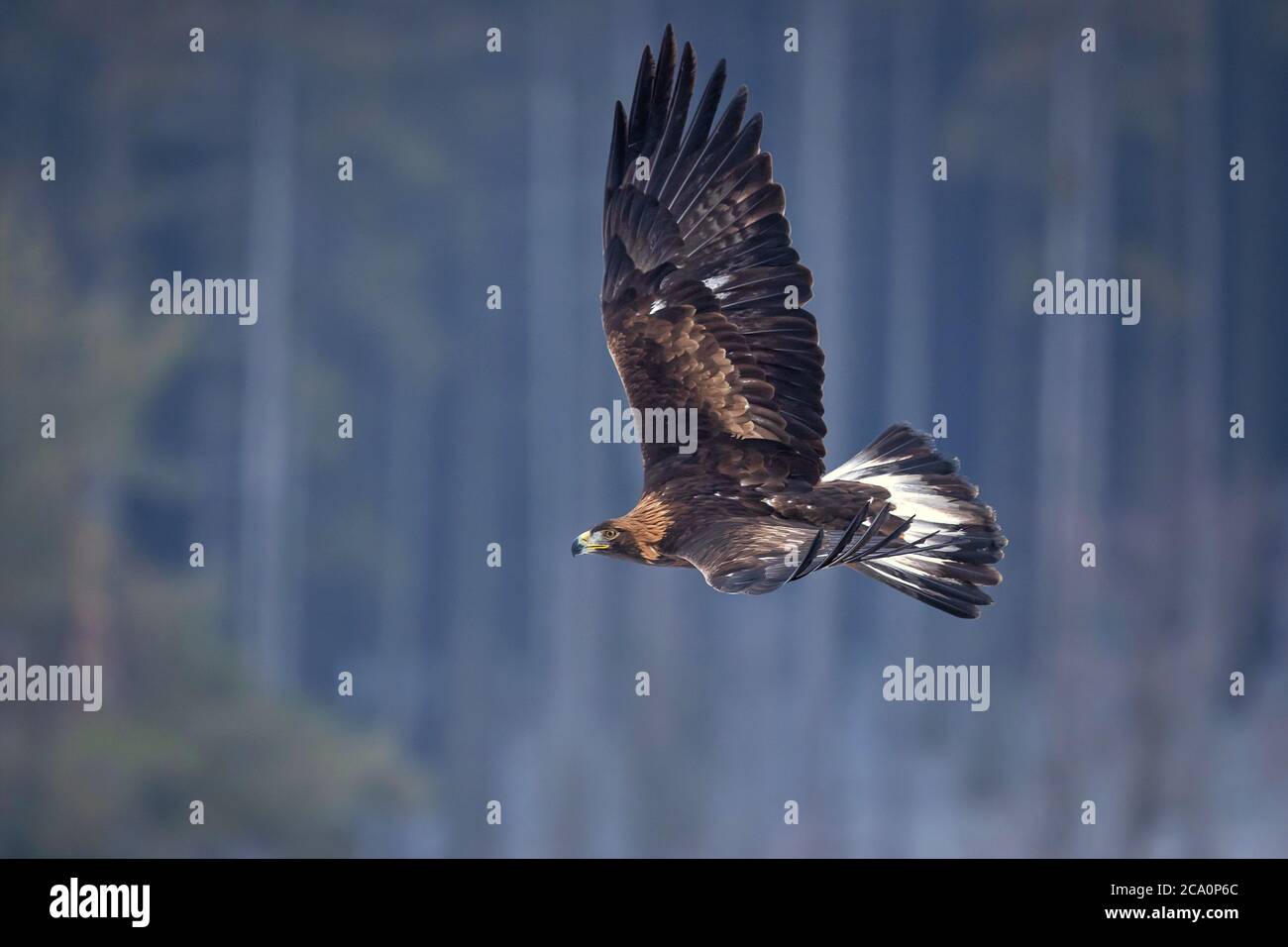 L'aquila (Aquila chrysaetos) è uno degli uccelli rapaci più conosciuti dell'emisfero settentrionale. È la specie di aquila più diffusa Foto Stock L'aquila (Aquila chrysaetos) è uno degli uccelli rapaci più conosciuti dell'emisfero settentrionale. È la specie di aquila più diffusa Foto Stock