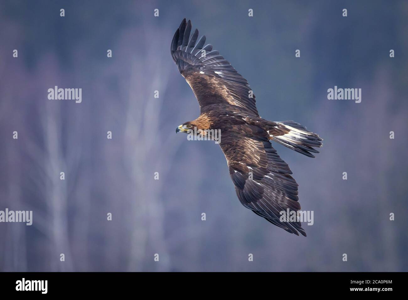 L'aquila (Aquila chrysaetos) è uno degli uccelli rapaci più conosciuti dell'emisfero settentrionale. È la specie di aquila più diffusa Foto Stock L'aquila (Aquila chrysaetos) è uno degli uccelli rapaci più conosciuti dell'emisfero settentrionale. È la specie di aquila più diffusa Foto Stock