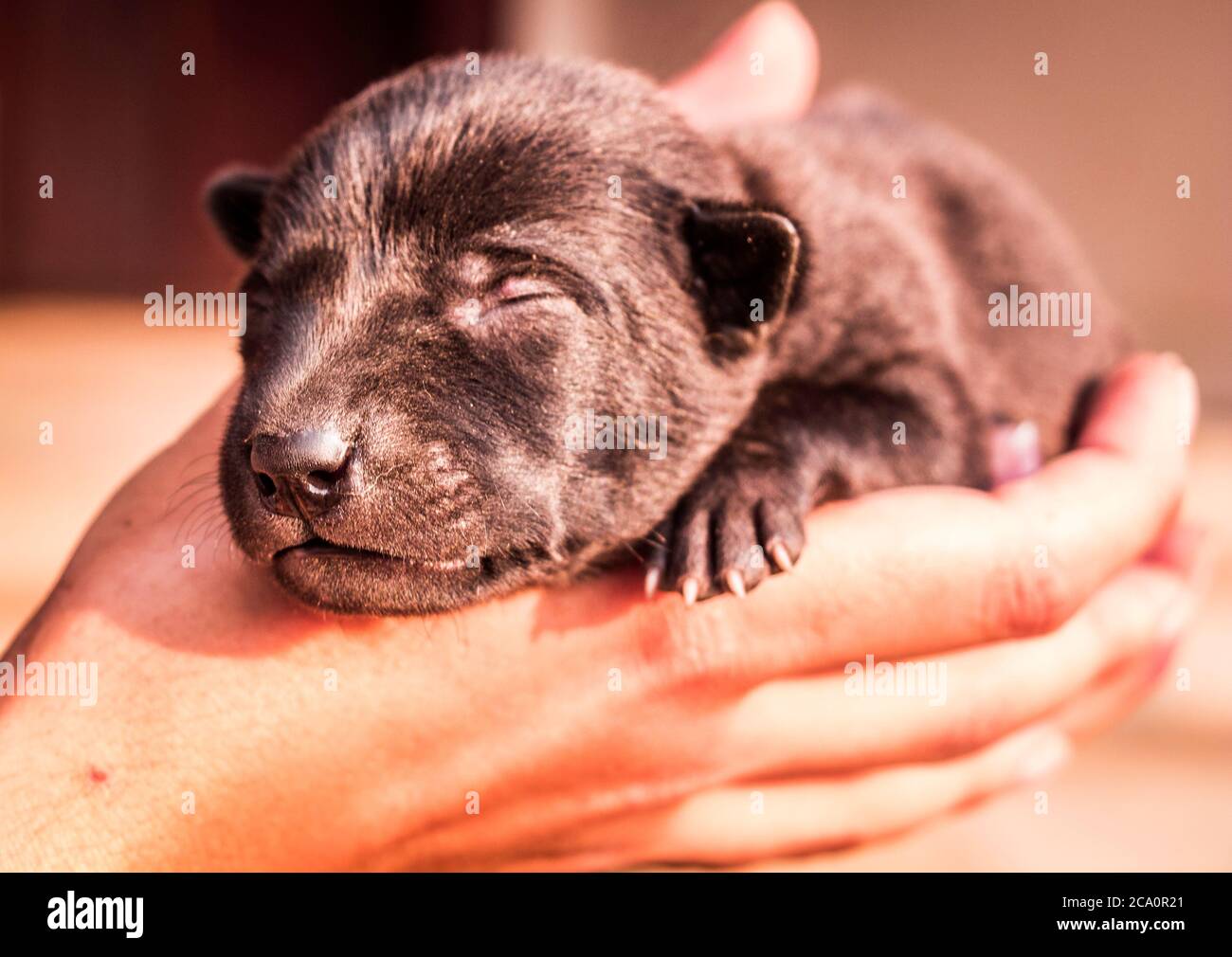 Un cucciolo carino sta dormendo in una mano femminile Foto Stock