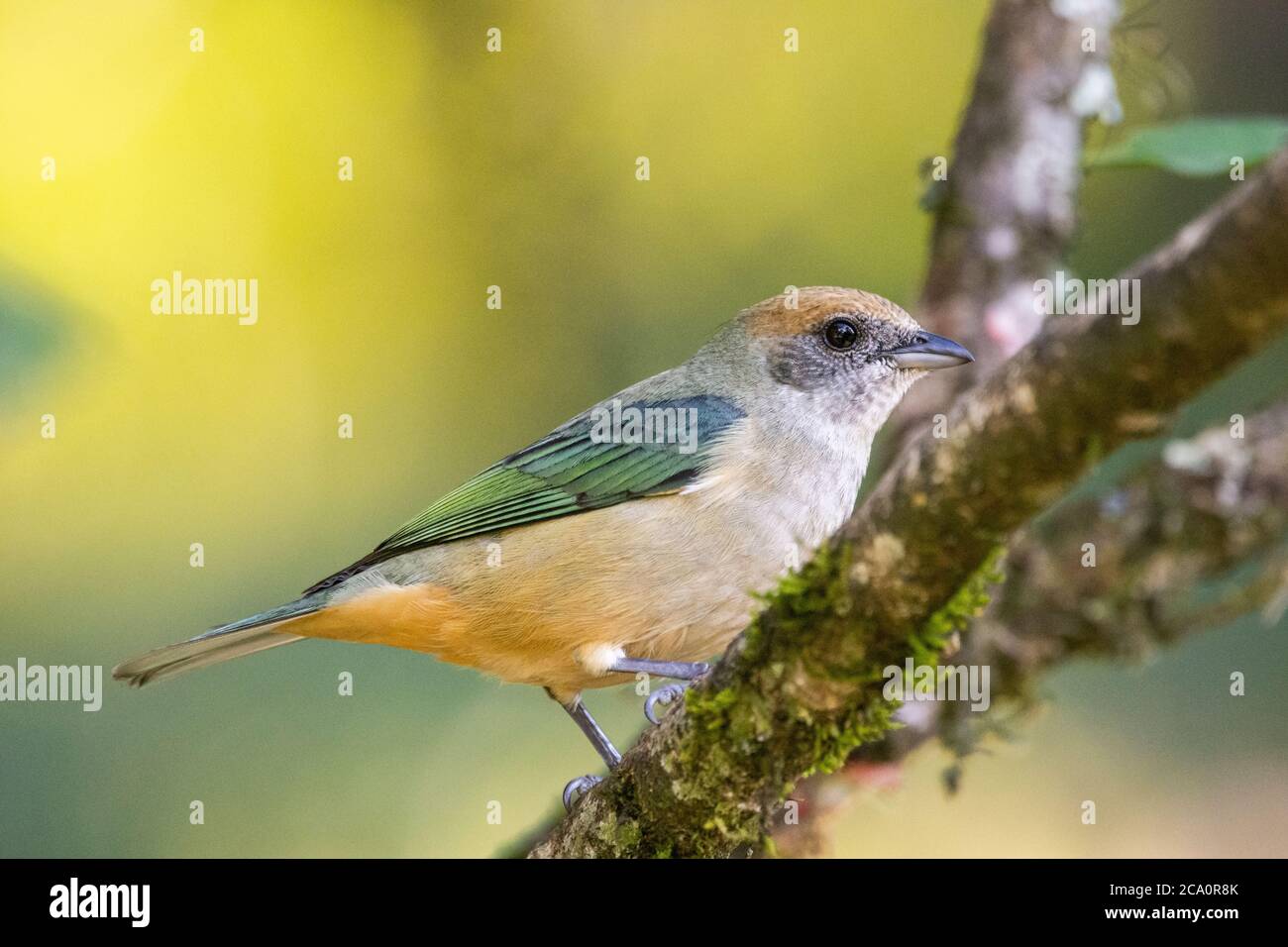 Splendido uccello bruno e arancio nella vegetazione della foresta pluviale atlantica, Riserva ecologica Serrinha do Alambari, Rio de Janeiro, Brasile Foto Stock