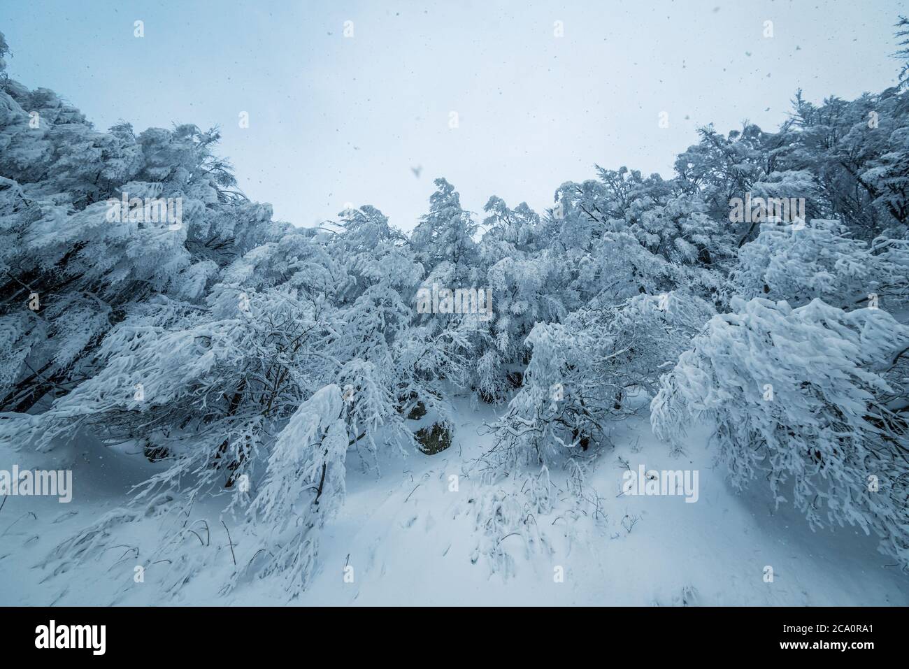 Bella nevicata nel sognante e nebbioso inverno paesaggio forestale. Foto Stock