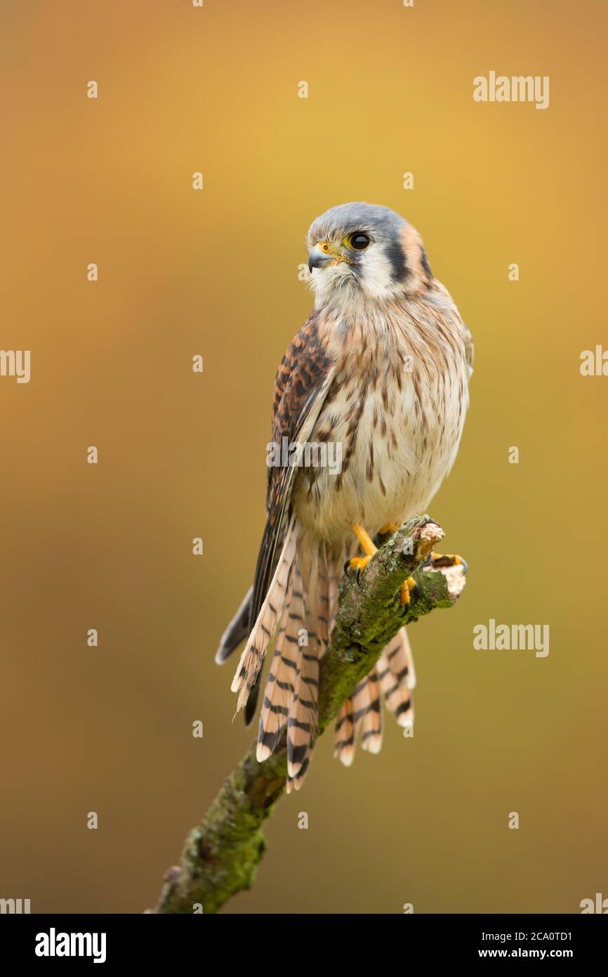 Il gheppio americano (Falco sparverius) è il falco più piccolo e più comune del Nord America. Foto Stock