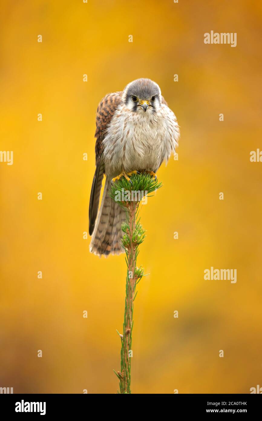 Il gheppio americano (Falco sparverius) è il falco più piccolo e più comune del Nord America. Foto Stock