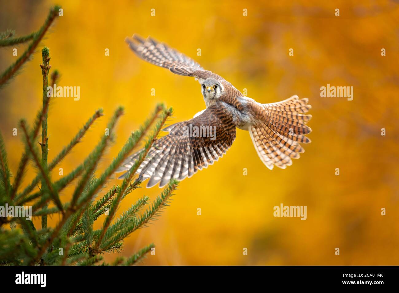Il gheppio americano (Falco sparverius) è il falco più piccolo e più comune del Nord America. Foto Stock