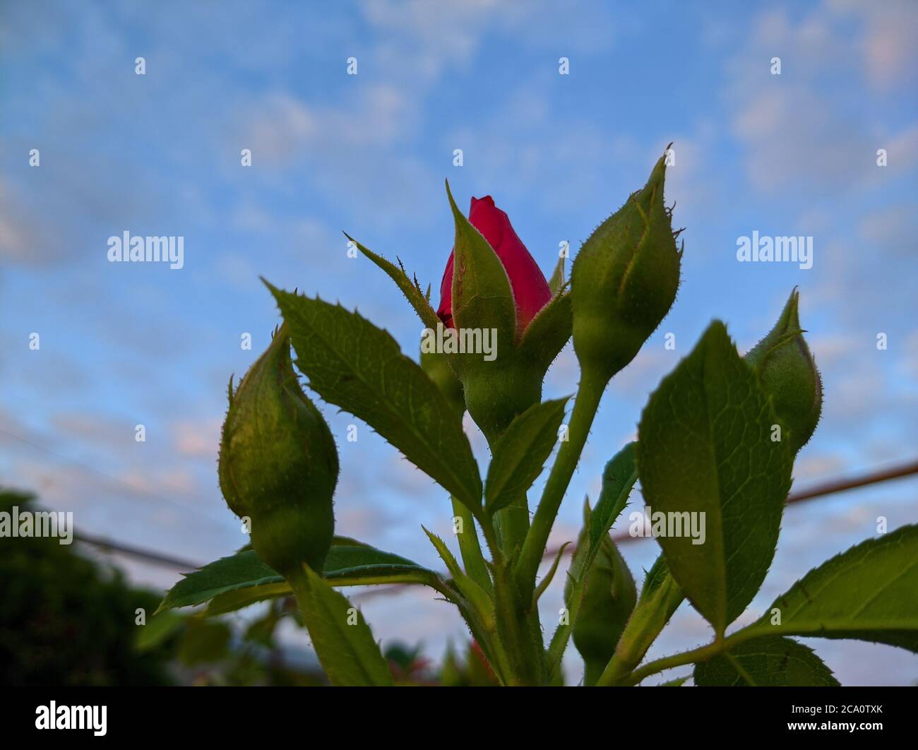 boccioli di rosa chiusi contro il cielo blu Foto Stock