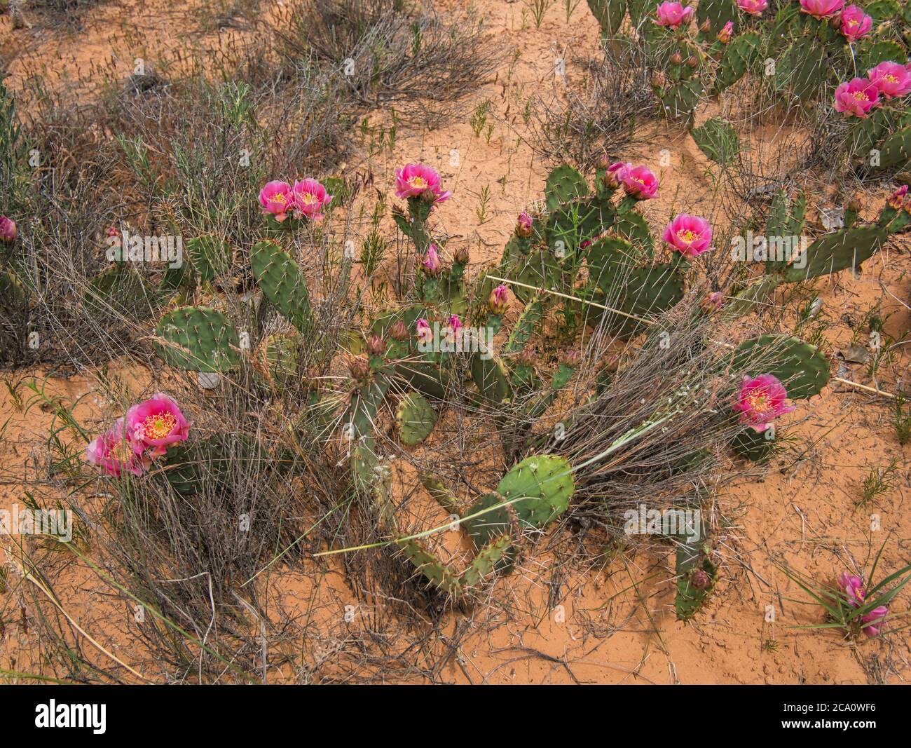 Un terreno sabbioso con lame secche di erba e case fiorite Foto Stock