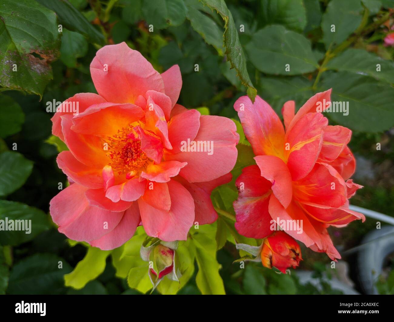 arancio-rosa due fiori di rosa sullo sfondo di foglie verdi Foto Stock