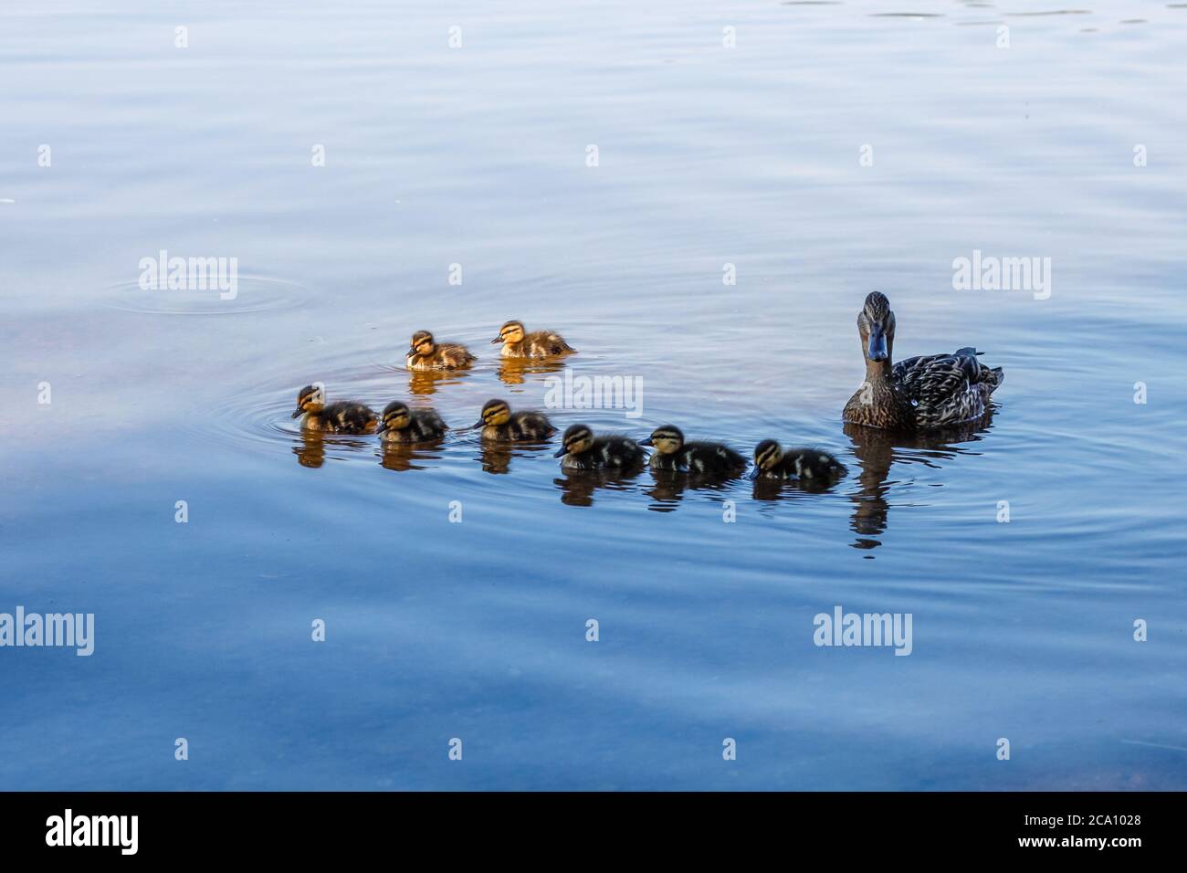 Famiglia anatra nuotare in acqua Foto Stock