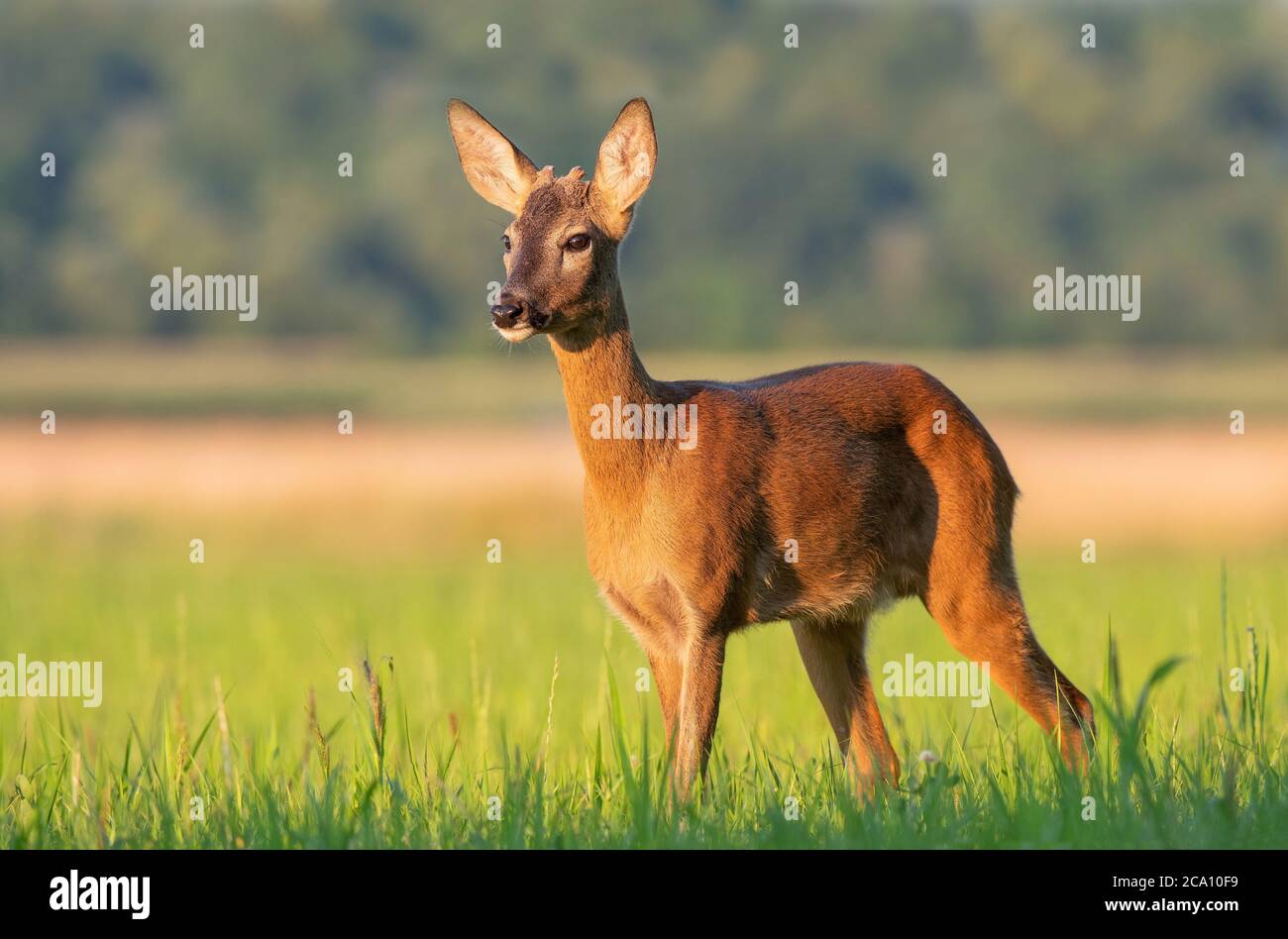 Buck giovane selvatico (Capreolus capreolus) in piedi in un campo Foto Stock