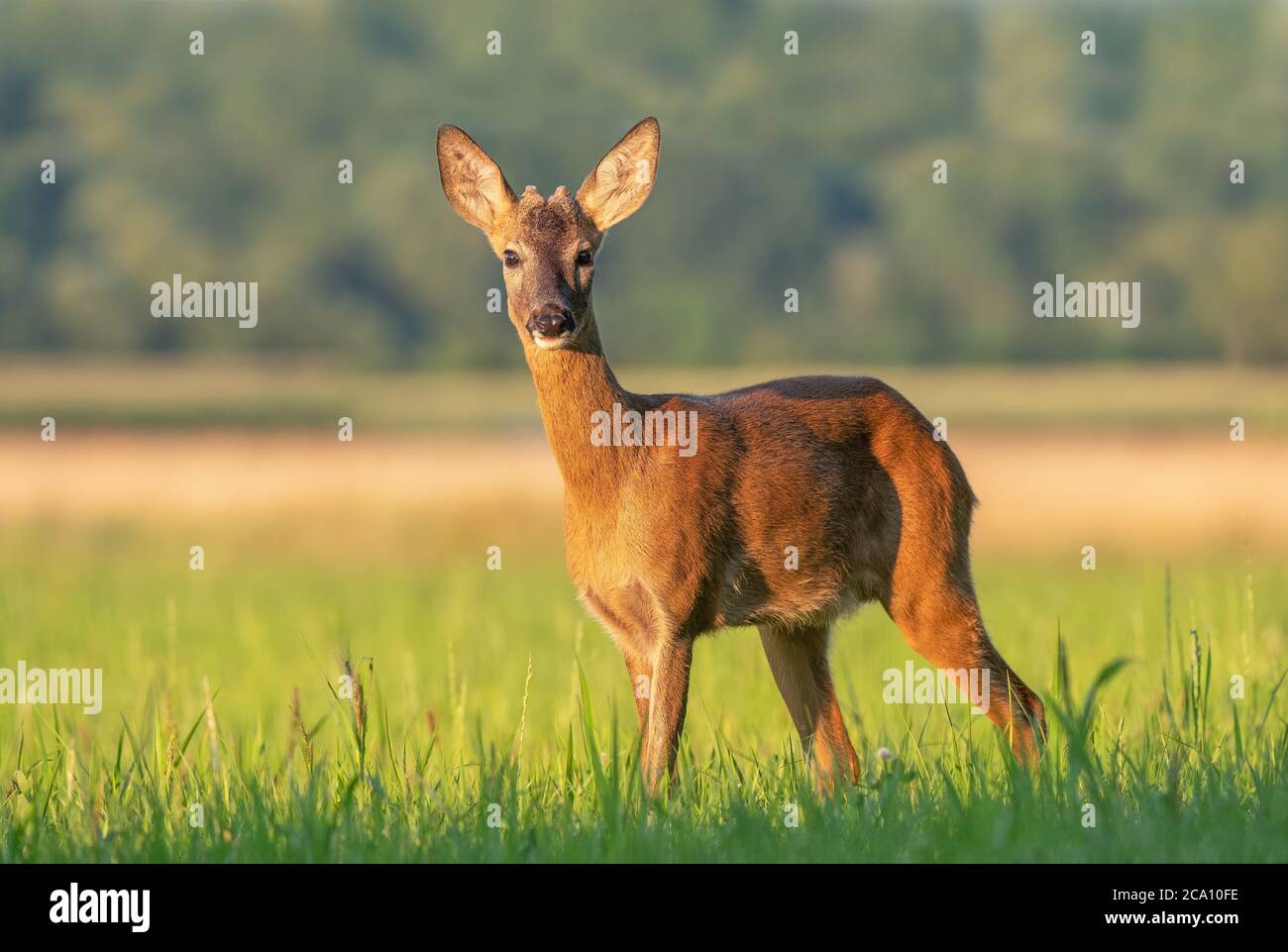 Buck giovane selvatico (Capreolus capreolus) in piedi in un campo Foto Stock