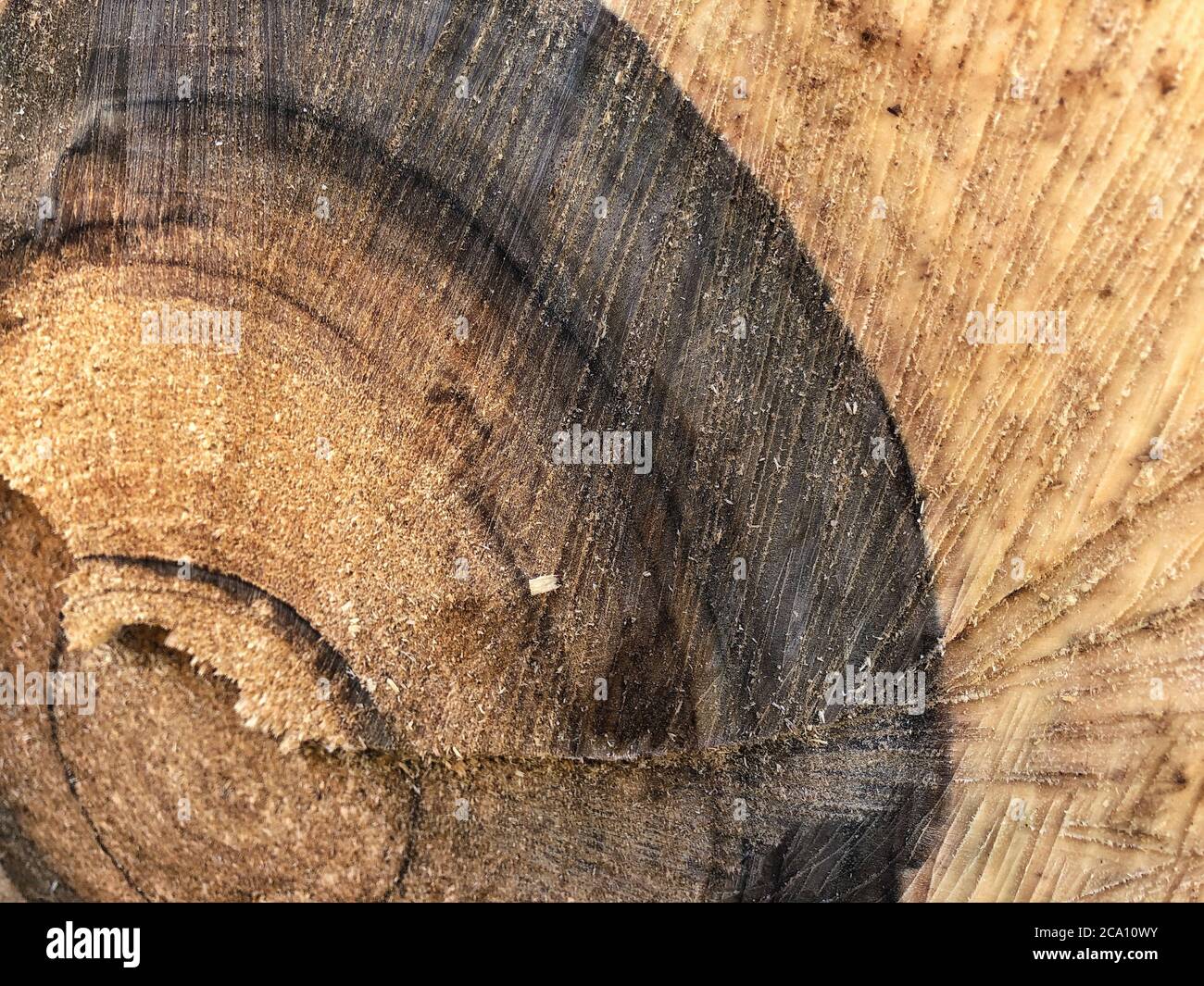 anima tessitura di legno. Vista dall'alto. Bella struttura di legno di noce. Noce d'albero antico Foto Stock